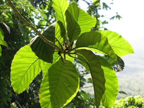 Artocarpus sericicarpus